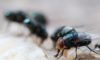 Maggot Extermination: Essential Tips for Sydney Homes