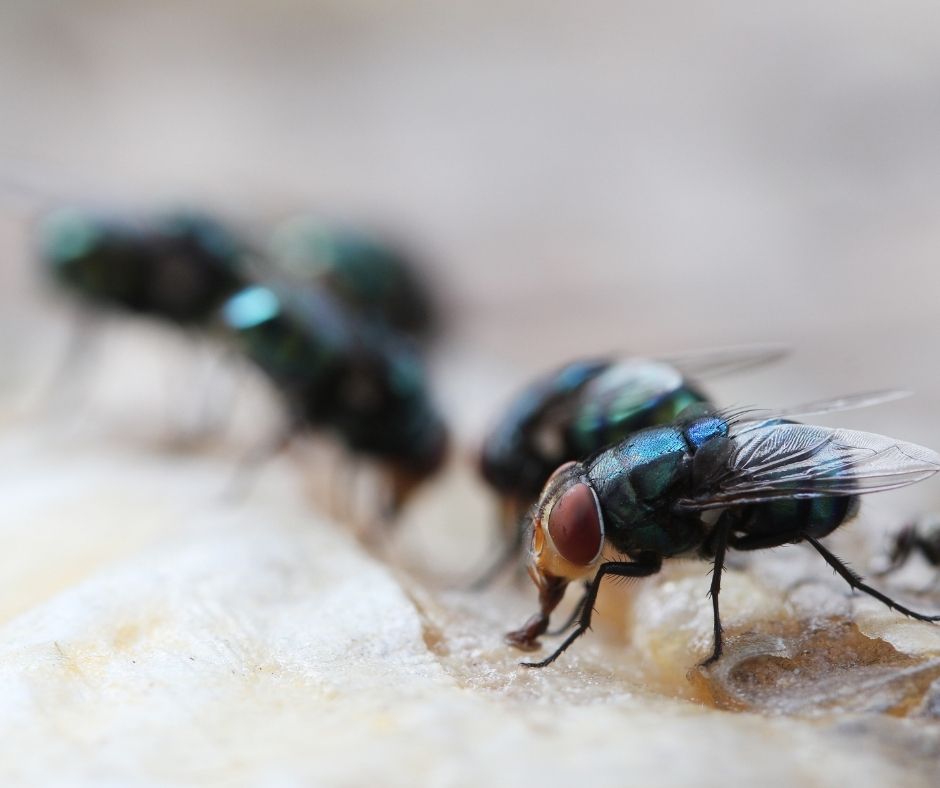 Maggot Extermination: Essential Tips for Sydney Homes