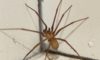 Spider Pest Control: Strategies for Effective Elimination
