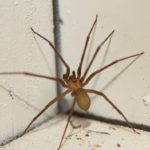 Spider Pest Control: Strategies for Effective Elimination